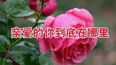 新歌亲爱的你到底在哪里你可知道我在等你难道忘了美好过去