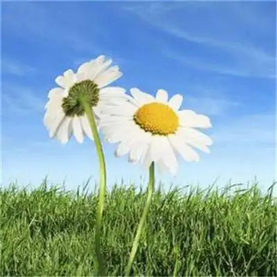 2021带来好运的微信头像图片 漂亮高清