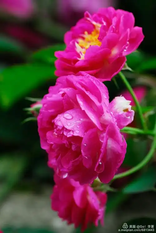 红蔷薇盛开猴子山