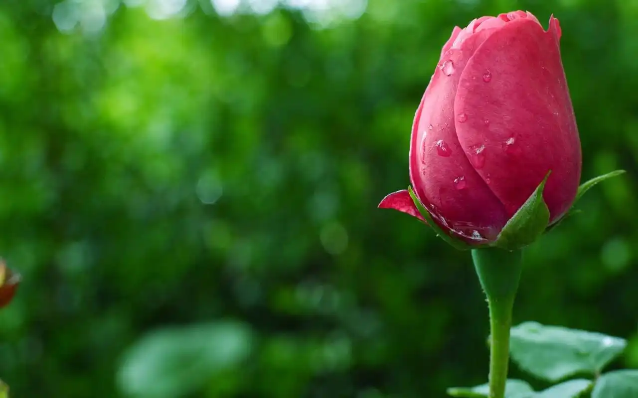 小清新绿色唯美高清桌面壁纸高清大图预览1920x1200_植物壁纸下载_美