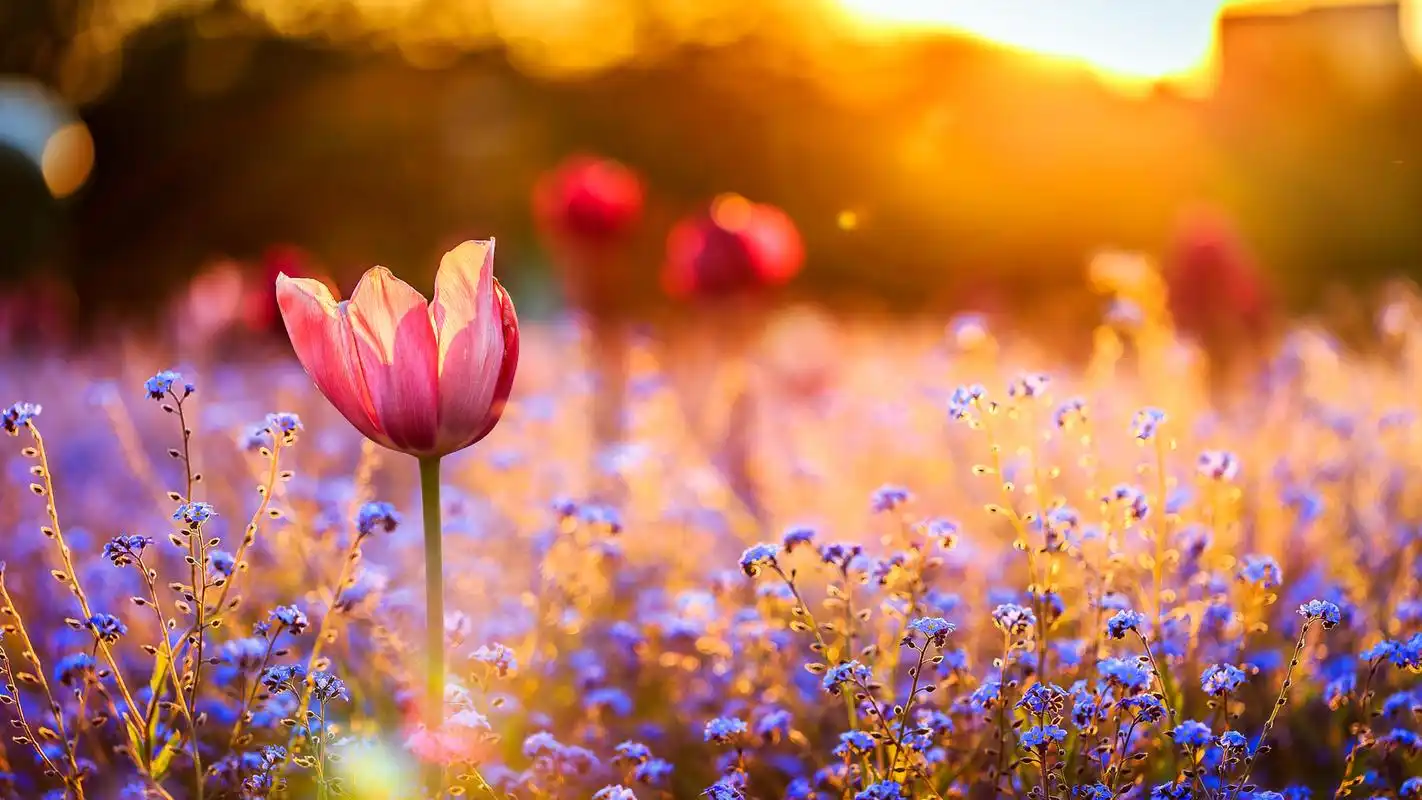 简约唯美风景锁屏桌面壁纸图片第3张