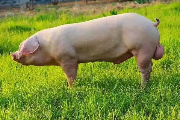 生肖属猪的人,2021年做4件事情可以改运,明年顺风顺水