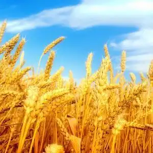 丰收的麦田头像