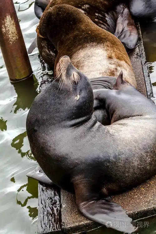 西北太平洋海狮和海豹照片-正版商用图片1ivznf-摄图新视界