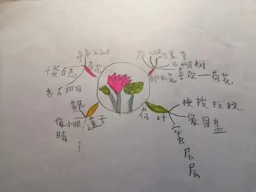思维导图荷花