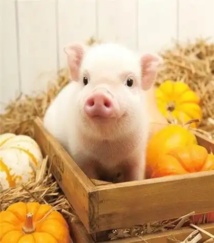 超火小粉猪图片可爱超级萌2018你是我见过最可爱的猪