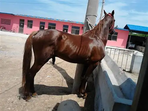 名称:一匹小马多少钱,小马什么价格