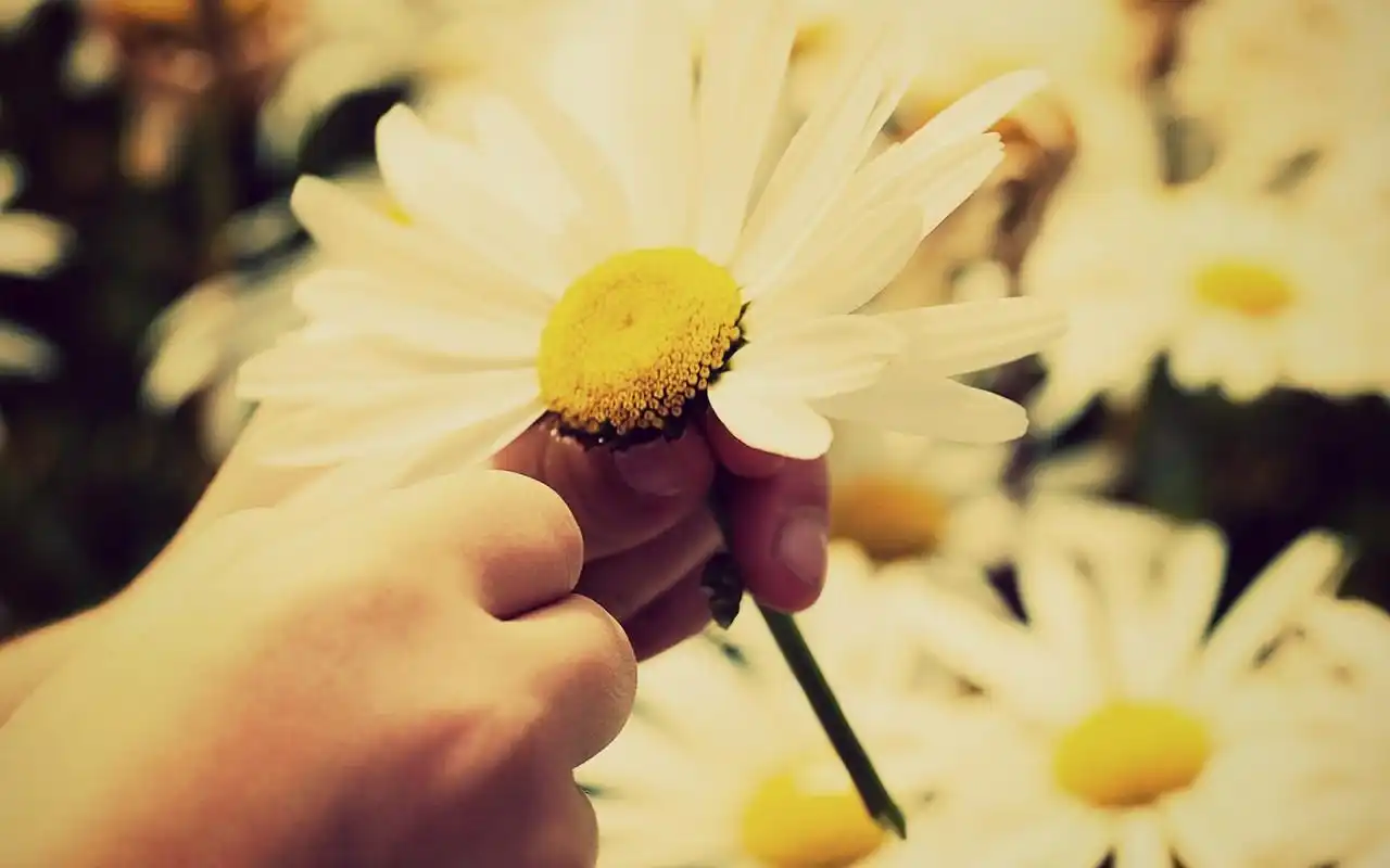 唯美意境花朵图片小清新电脑桌面壁纸下载