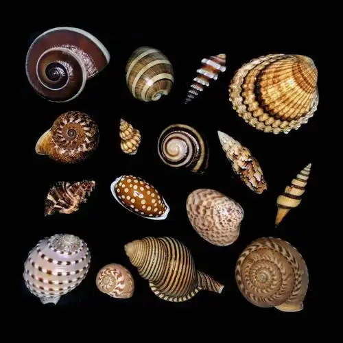 85后小伙痴迷贝壳拍的贝壳90你没见过曝光后令无数人疯狂世界美学巅峰