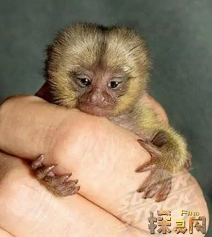 世界上最小的猴子狨猴只有12厘米只有一指手长又名指猴