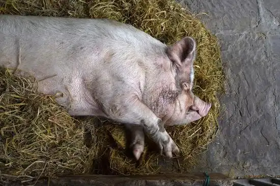 80岁猪坚强卧地不起众多游客来探望图