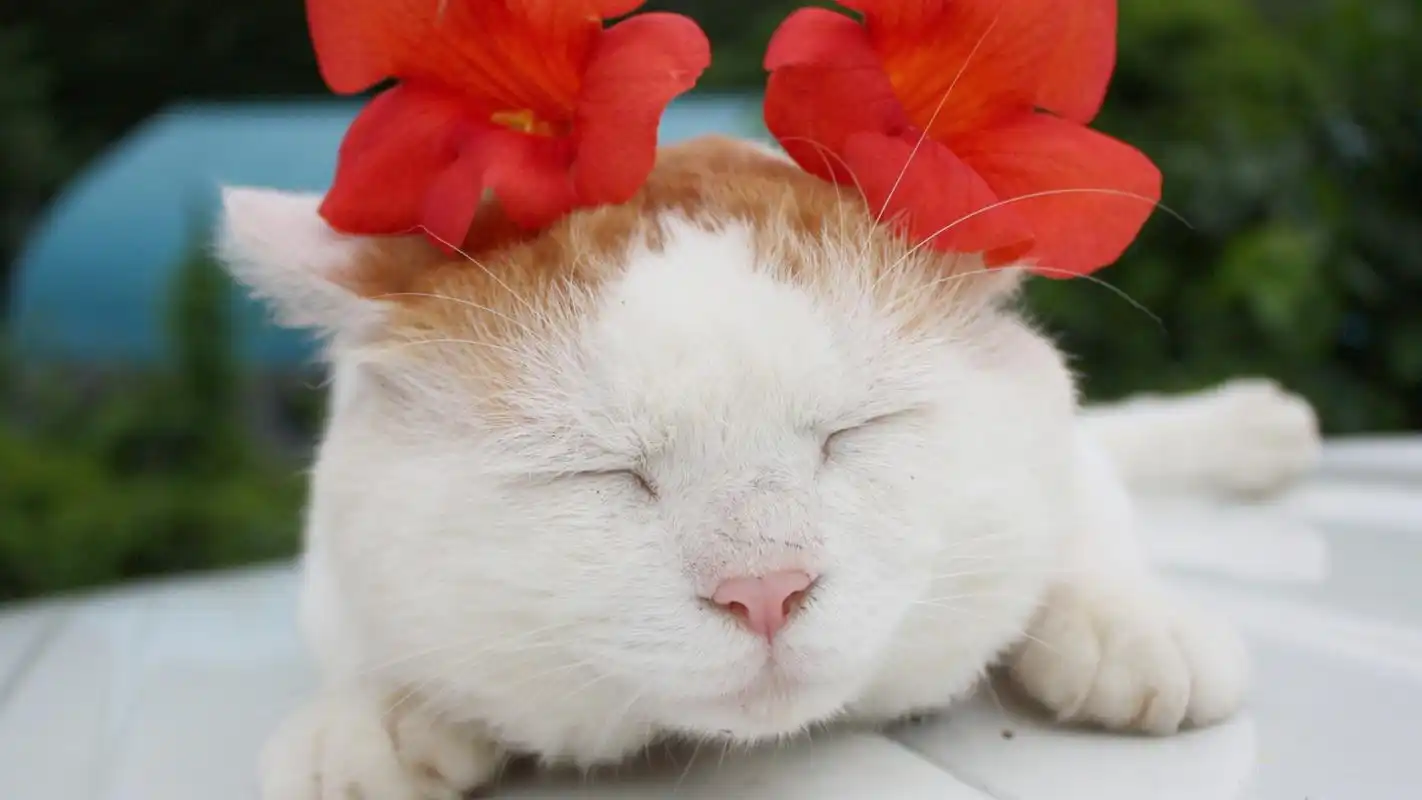 萌猫萌表情桌面经典壁纸