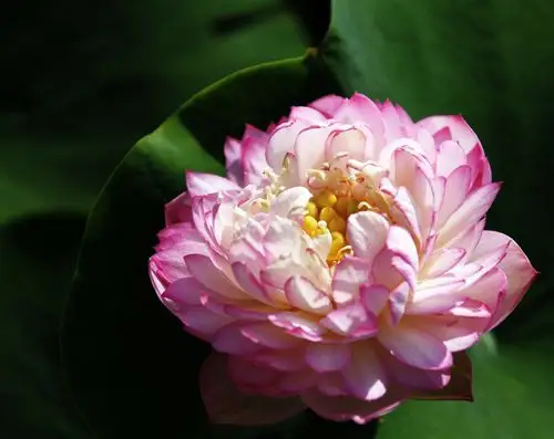 标题:《千瓣莲》