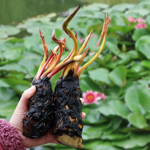 春花妙意睡莲大根块池塘睡莲花水培植物四季莲花盆栽水养花卉 莲根块2