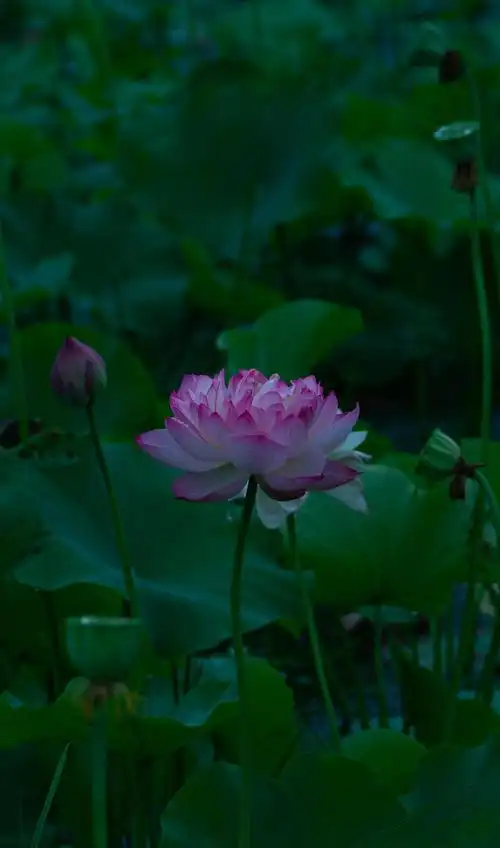 池塘里漂亮的荷花,图片大全,高清,图库-回车桌面