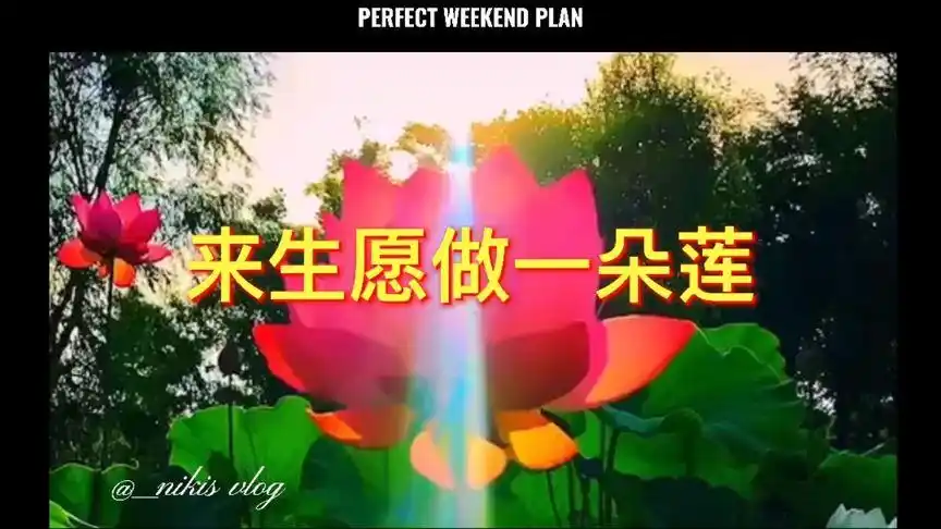 《来生愿做一朵莲》,来生愿做一朵莲,静静盛开在佛前