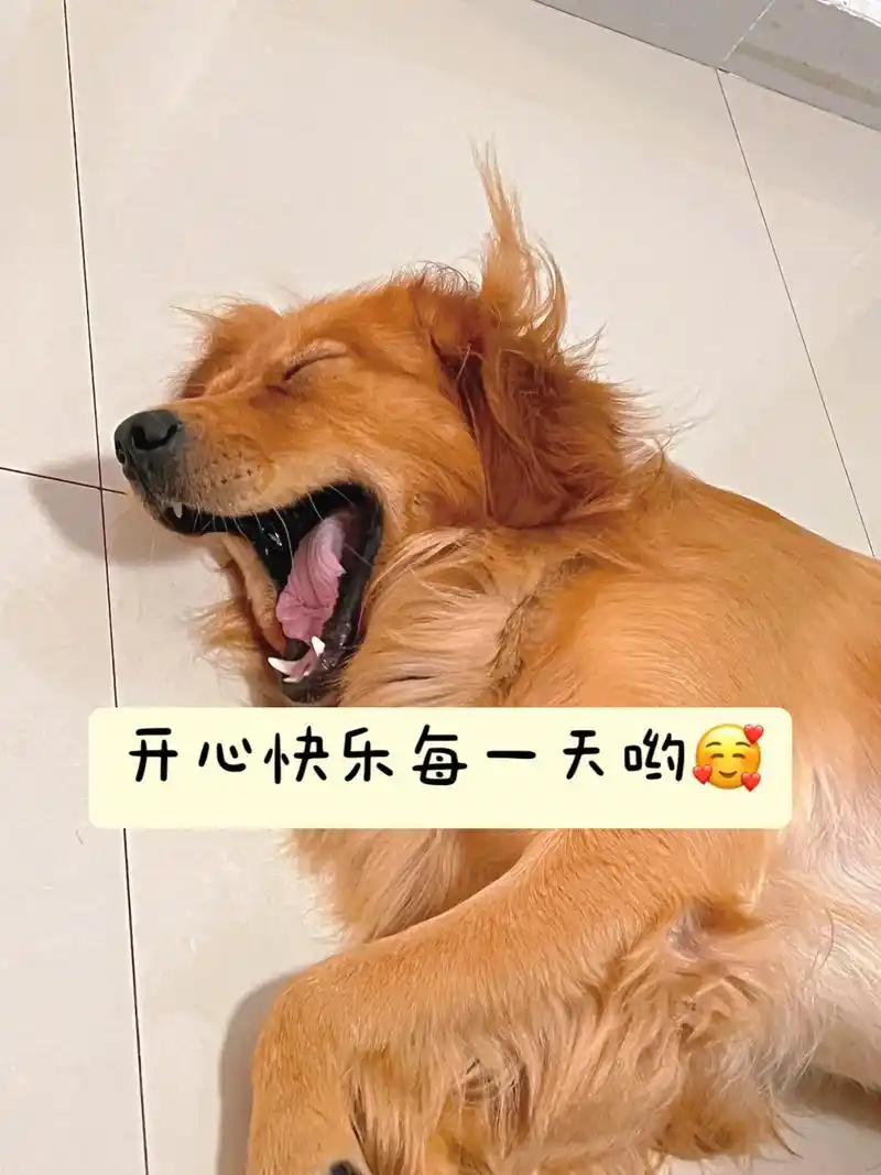 开心表情包大队集合啦～祝小狗们节日快乐.今天是国际小狗日,谢 - 抖