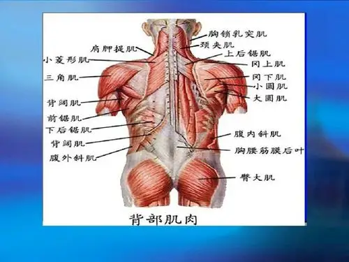 肩关节运动相关肌肉解剖 - 美篇