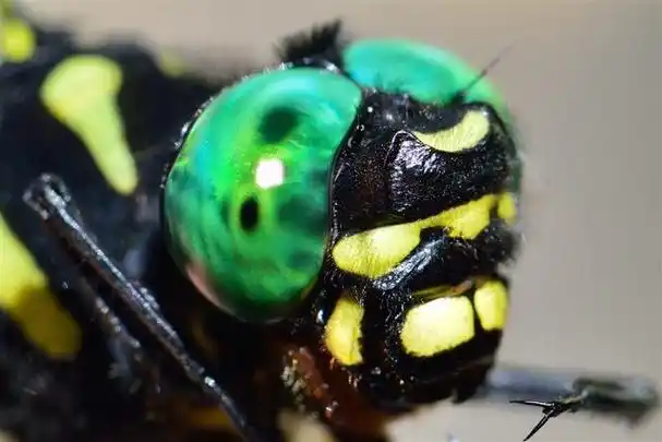 世界上最大的蜻蜓,全身长满眼睛,号称捕猎高手深受男人喜爱