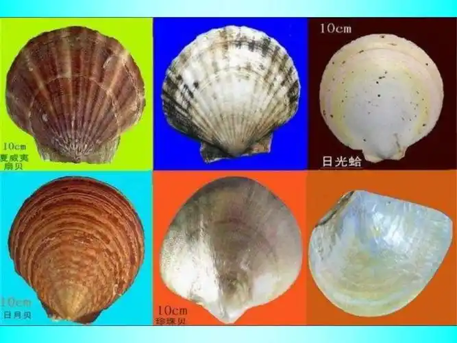 美丽贝壳大全(一)