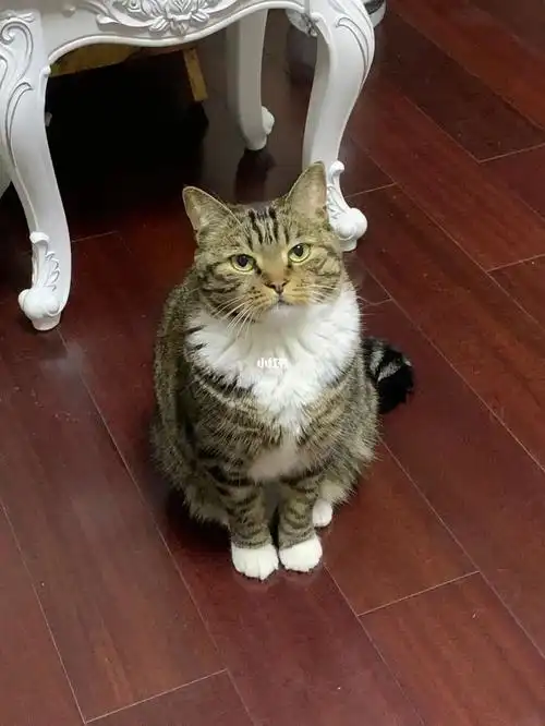 很苗条躺下就是一大坨猫饼#狸花猫  #白手套猫咪  #猫咪日常  #吸猫