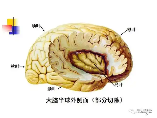 不容错过高清端脑详细解剖图谱