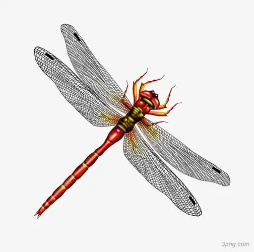 蜻蜓png素材透明免抠图片动植人物
