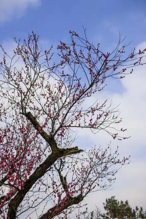 一组梅花-风景照-19摄区-杭州19楼