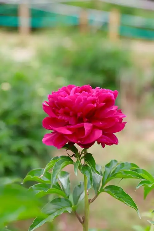 牡丹花很漂亮!雍容华贵!拍摄定格美丽!(相机拍摄) - 美篇