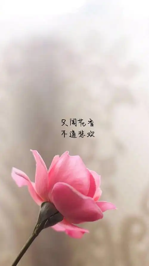 早安经典语录治愈系句子,适合发朋友圈必赞