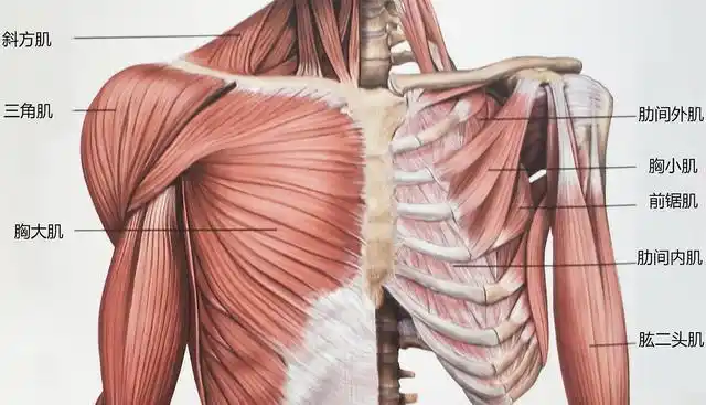 健身肌肉男神亲授9个在家胸部训练动作打造同款饱满型胸肌