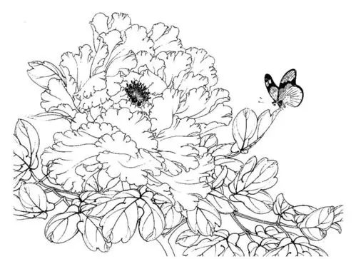 教你来作画之—怎样画牡丹