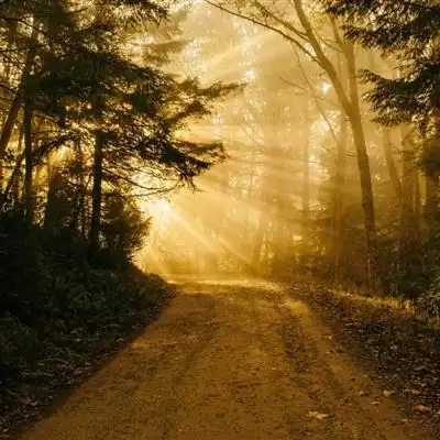 意境唯美微信头像风景森林,给每一位看到的朋友带来好心情