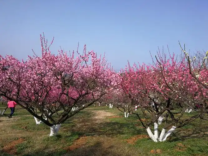 科学网—梅花打卡地:梅山风景好! - 栗茂腾的博文
