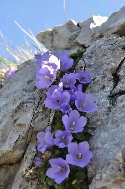 石头上也能开花