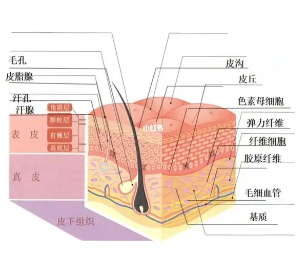 干货皮肤的结构你了解吗