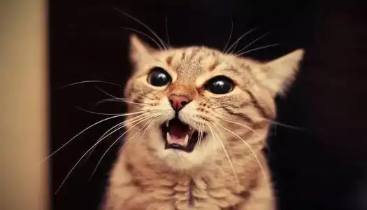 原创凌晨1点我家猫咪的叫声引来了一群流浪猫