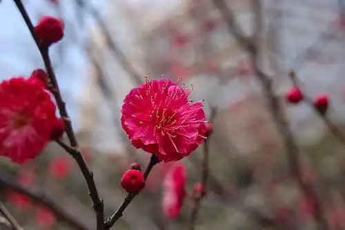 朱砂梅的植物分类