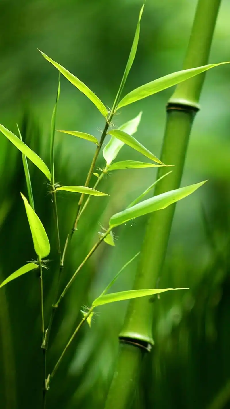 0聊天背景图片大全 也适合做护眼手机壁纸