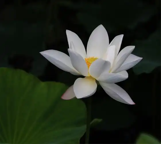 妙乐长老的莲花诗～微妙香洁莲九品,花开见佛悟无生