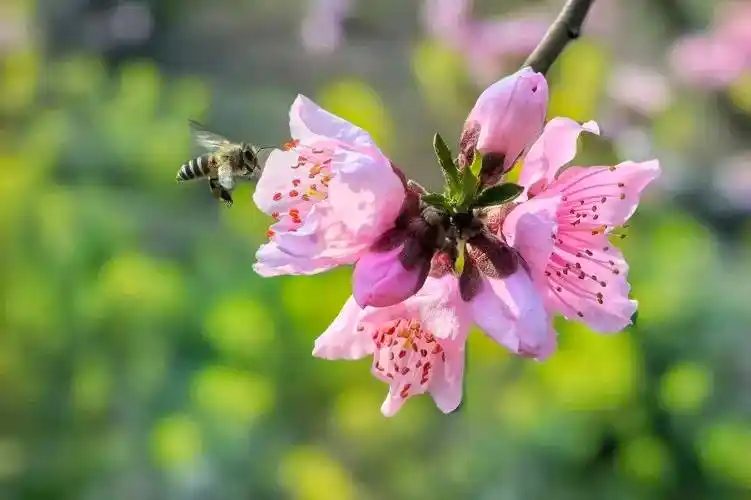 阳春三月,去成都这些地方赏桃花!_新区_游客_盛花期