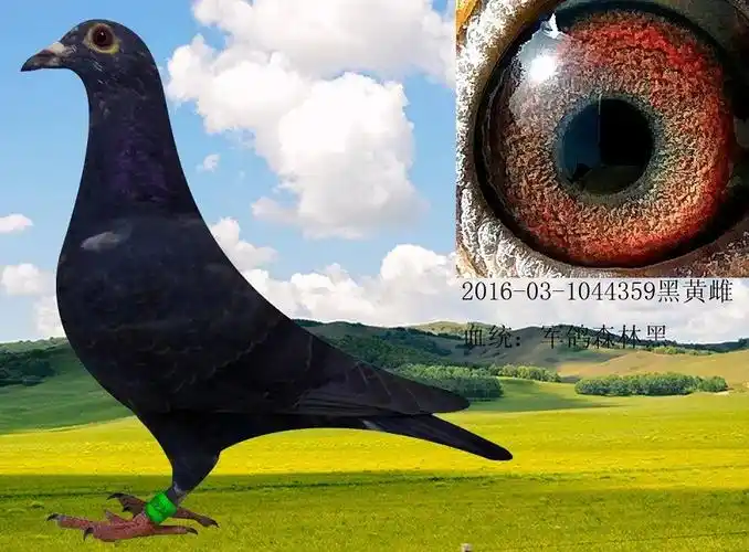 >> 查看拍卖商品