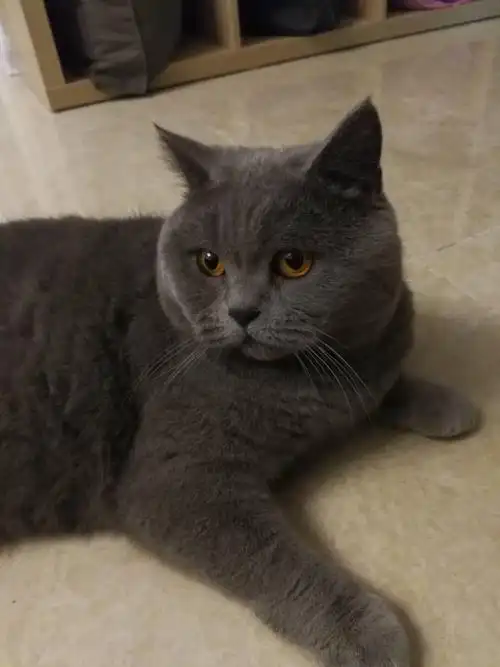 英短蓝猫找新家,坐标西安,有偿领养