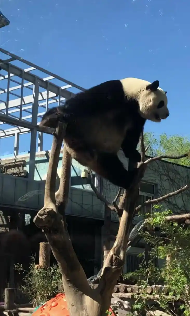 萌兰表演"空中一字马",好可爱,希望丫丫回国后能和萌兰一样开心快乐