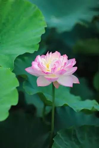 七宝池中菡萏馨一一东林千年莲香醉人