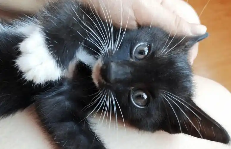 原创养了两年的黑猫不见踪影几个月后怀孕归来看到猫崽主人惊了