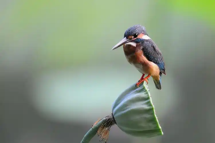 站在莲蓬上的翠鸟图片 鸟类,翠鸟, _ 图片网