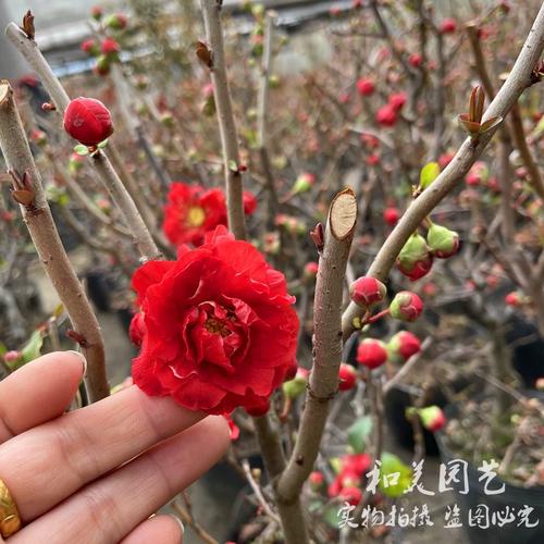 木本海棠长寿冠 铁杆海棠 大花重瓣红色海棠 十二一重海棠 包邮