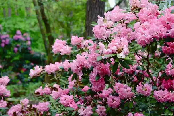 杜鹃花是什么季节开的,杜鹃花颜色