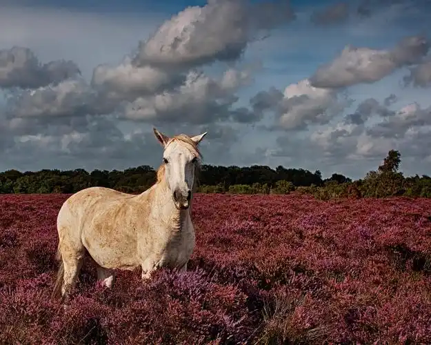 白马在薰衣草田 壁纸 - 1280x1024